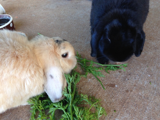 By the next morning, Flopsie & Mopsie will have eaten the carrot tops down to the stalks.