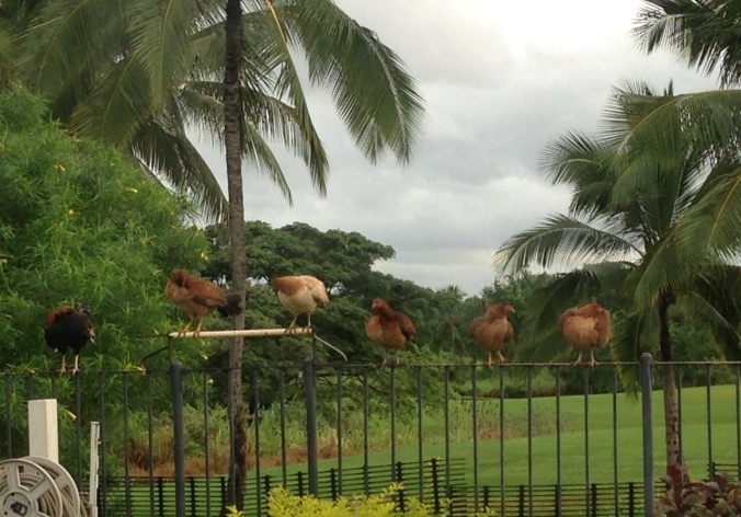 Chickens drying out