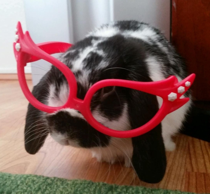 Rabbit wearing glasses